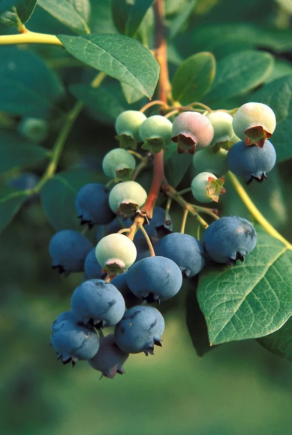 Foto Blueberry