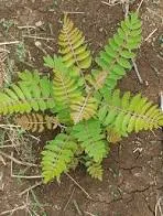 Foto Boswellia