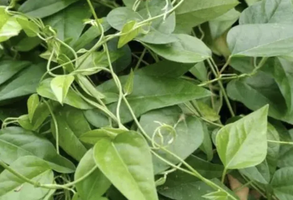 Foto Cincau Hijau