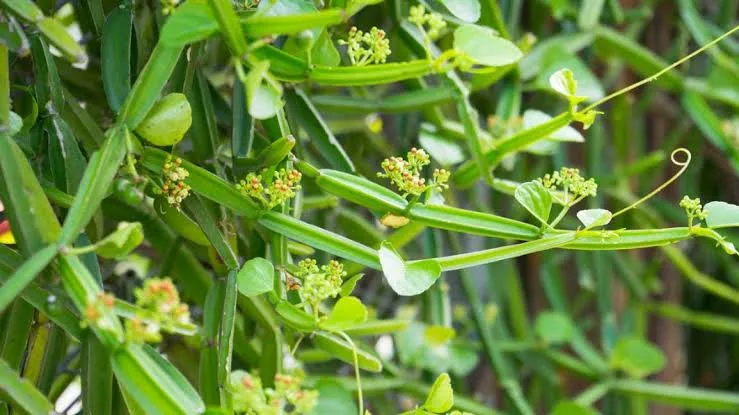 Foto Cissus