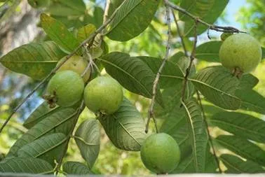 Foto Daun Jambu