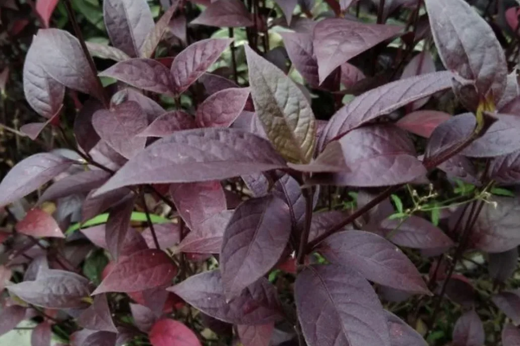 Foto Daun Ungu