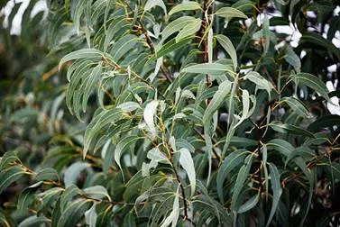 Foto Eucalyptus