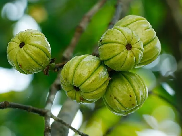 Foto Garcinia