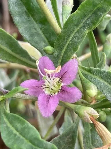 Foto Goji Berry