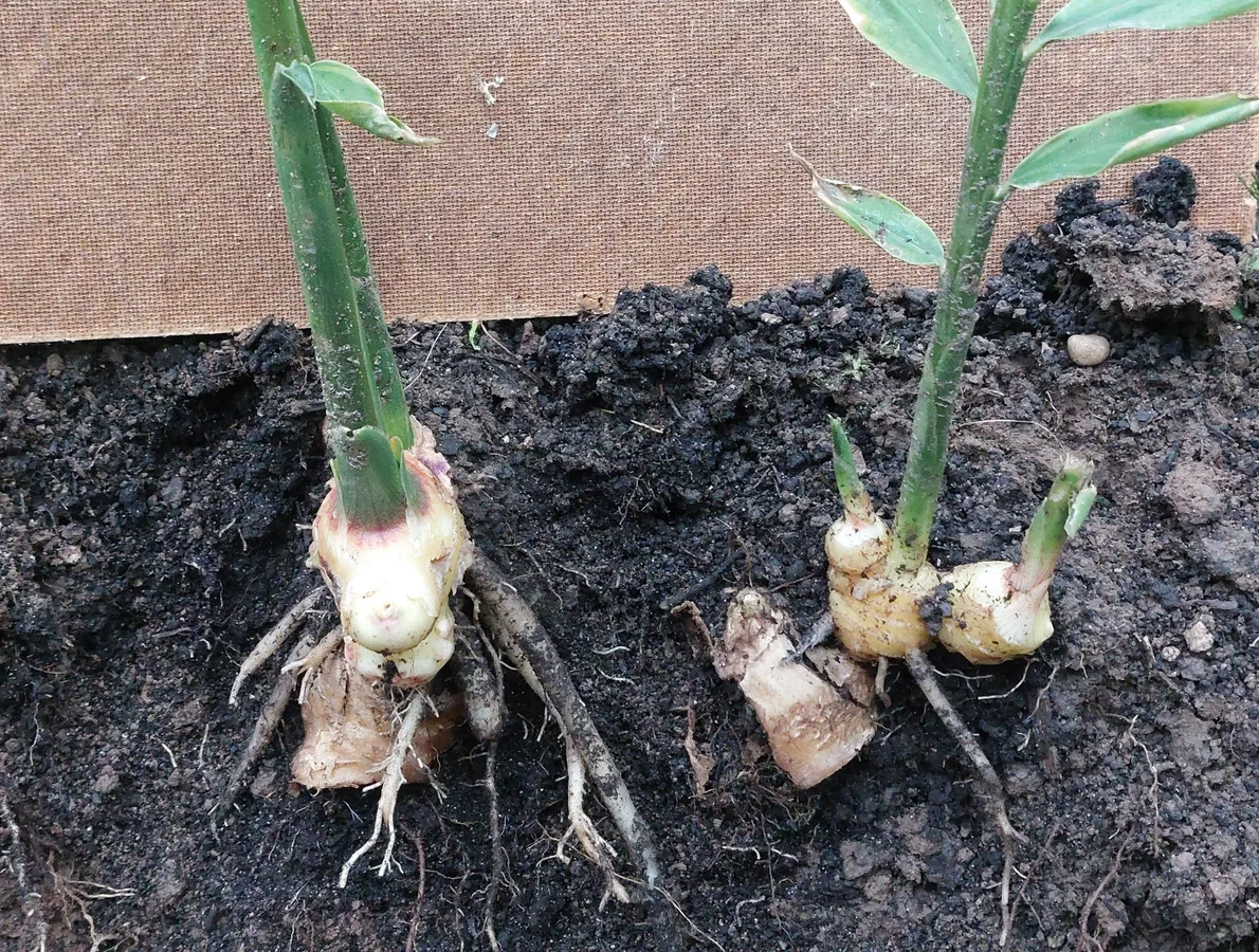 Foto tanaman Jahe (Zingiber officinale)