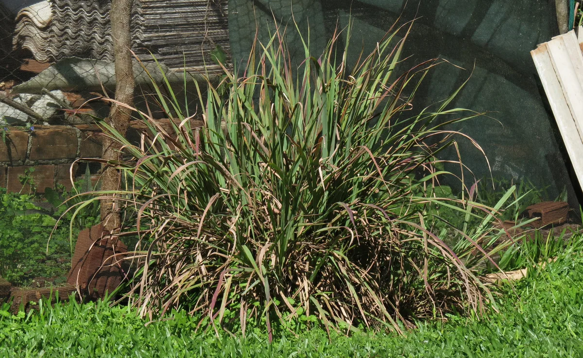 Foto tanaman Serai (Cymbopogon citratus)