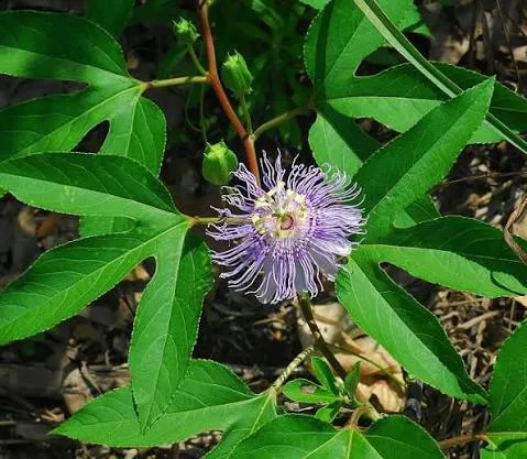 Foto Passion Flower