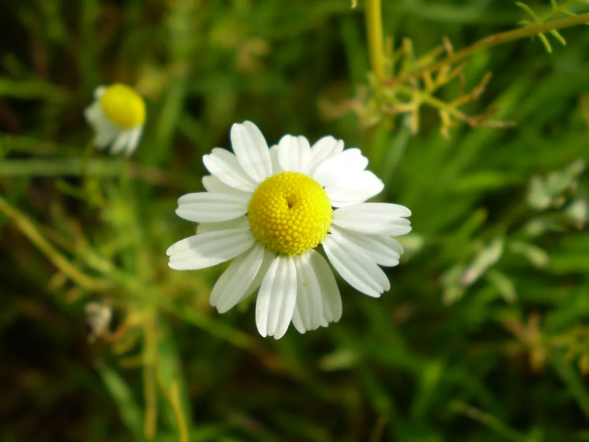 Visual referensi untuk tanaman Chamomile