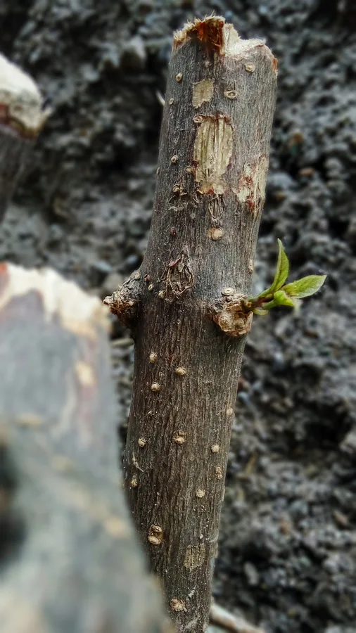 Visual referensi untuk tanaman Cincau