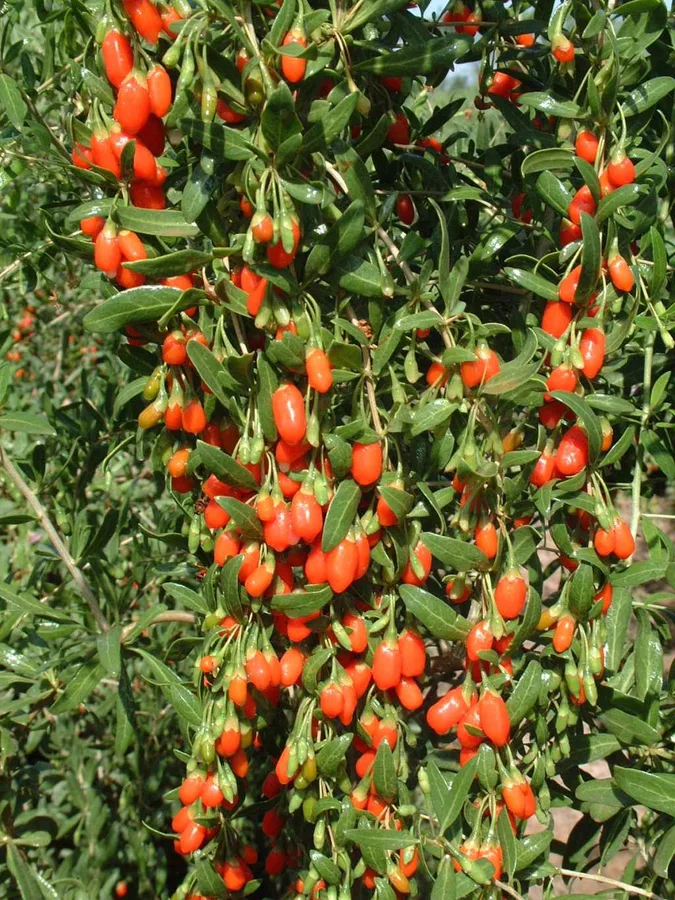 Visual referensi untuk tanaman Goji Berry