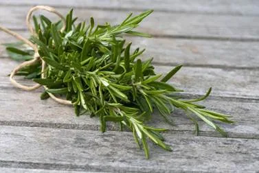 Foto Rosemary