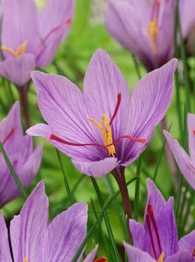 Foto Safron