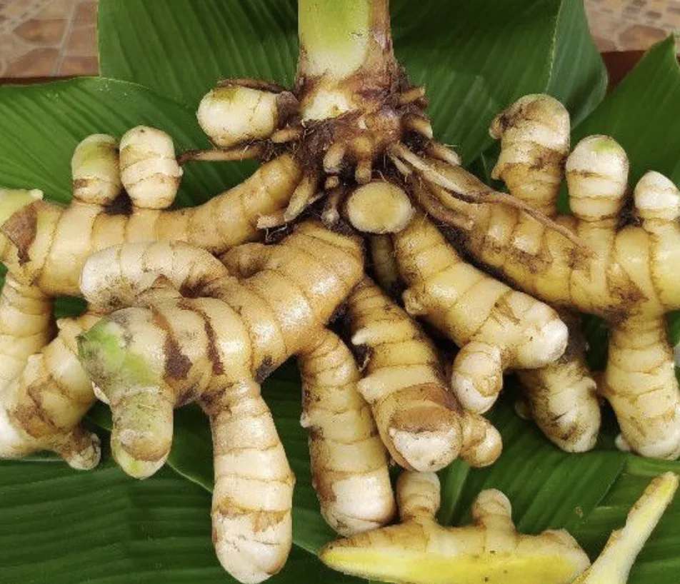 Foto Temu Mangga