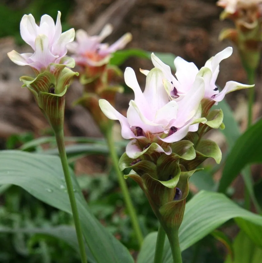 Foto Temu Putih (Curcuma zedoaria)