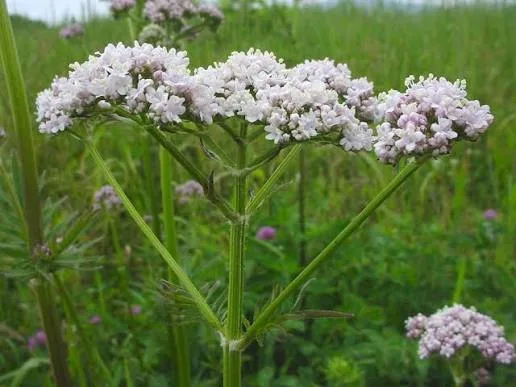 Foto Valerian